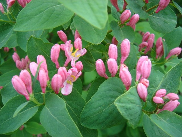Lonicera tatarica P1A P24